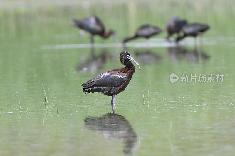 光泽的朱鹮（Plegadis falcinellus）